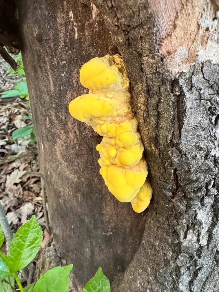 Трутовик сірчано-жовтий Laetiporus sulphureus